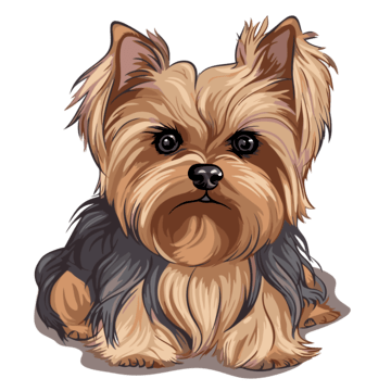 Bella Media Yorkie
